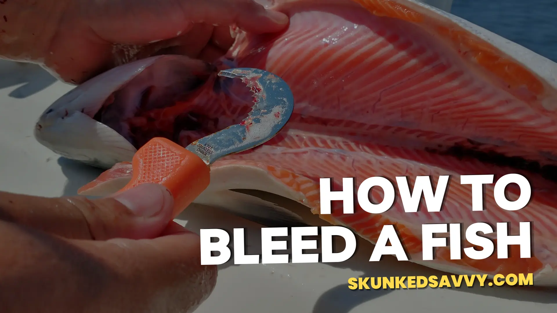 How to Bleed a Fish