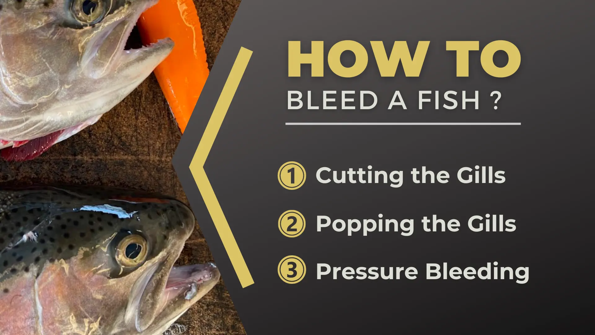 How to Bleed a Fish