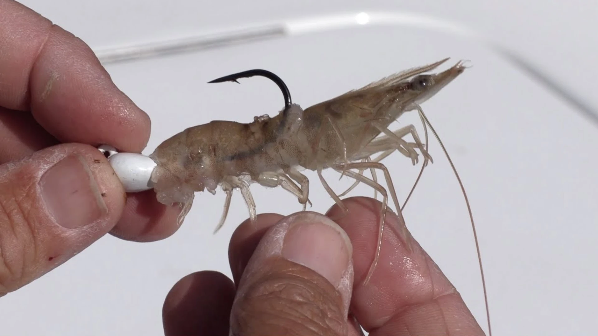 How to Hook a Shrimp Bait