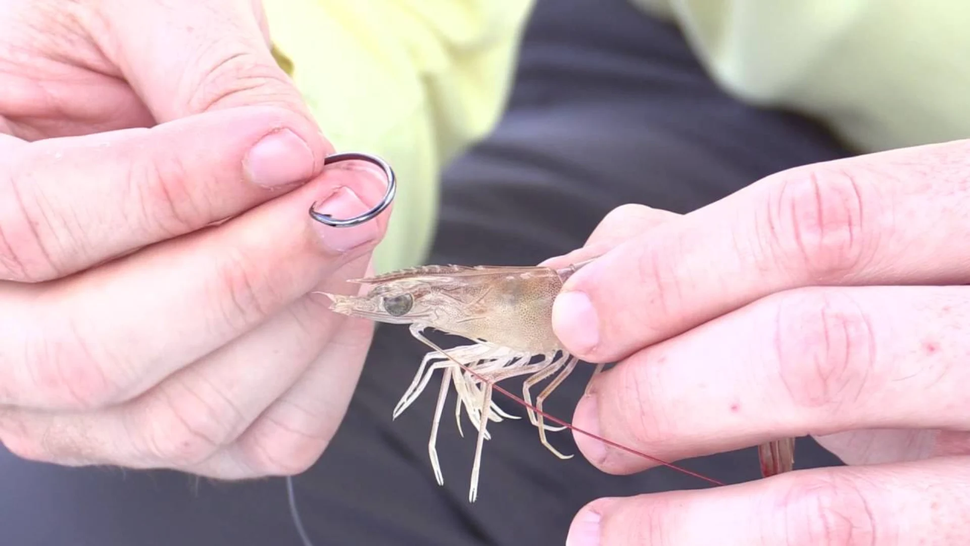 Live Shrimp Hooking Techniques