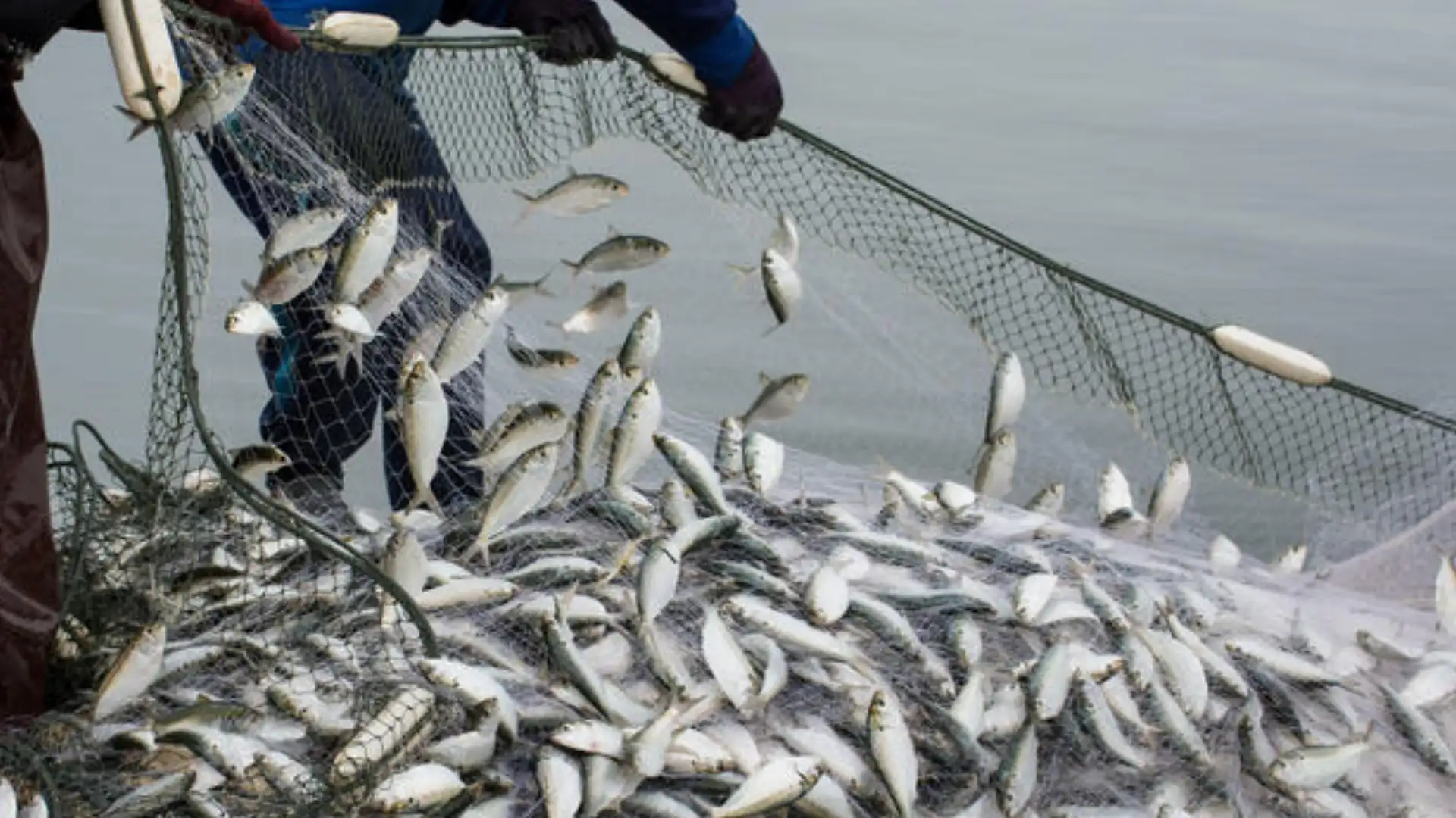 Overfishing and Depletion of Fish Stocks