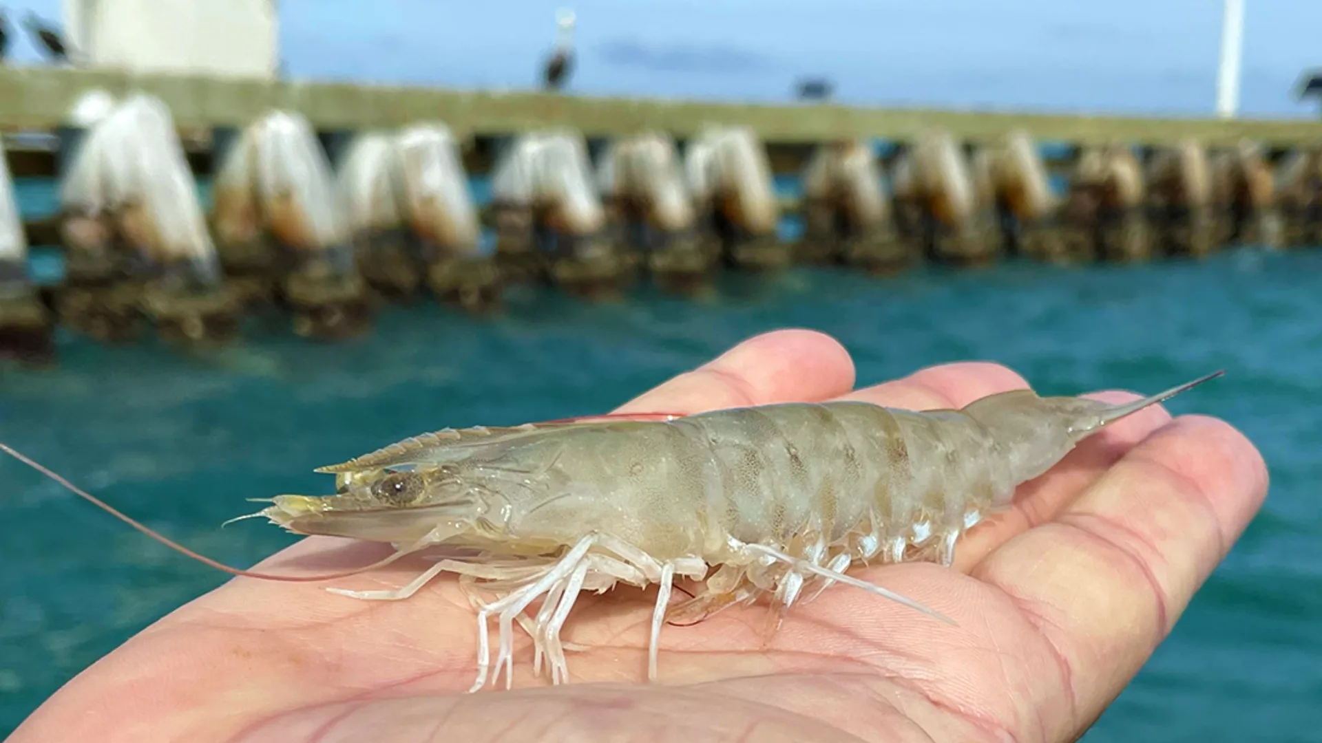 Preserving Live Shrimp Bait