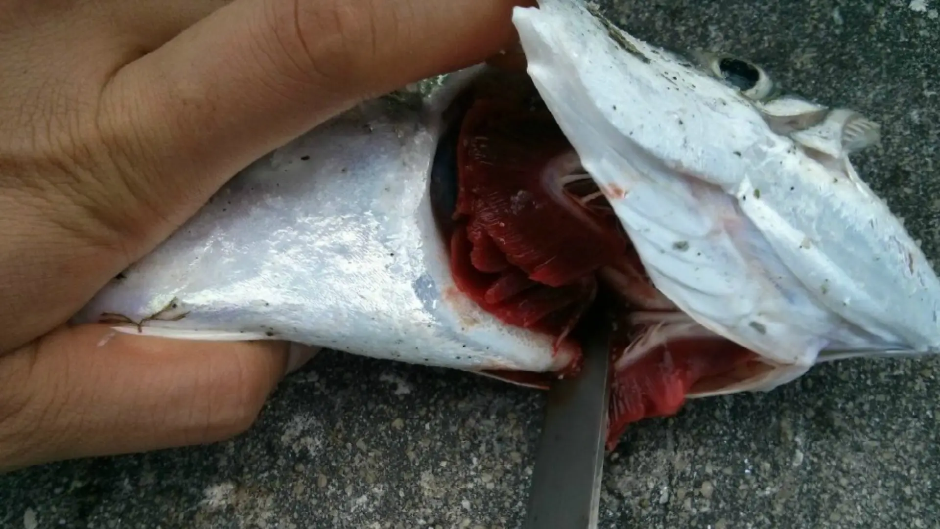 Understanding the Significance of Bleeding a Fish